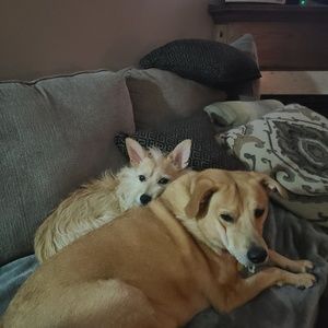 Meet your Posher, Trevor